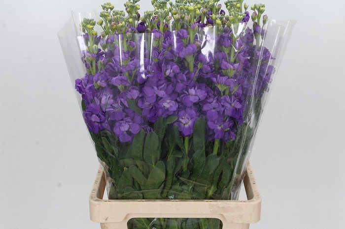 <h4>MATTH IRON PURPLE</h4>