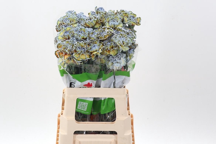 <h4>Di St Tinted Aruba</h4>