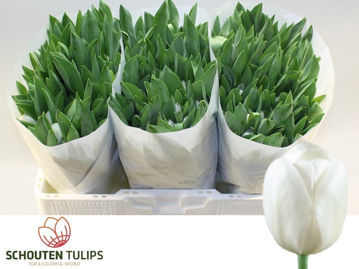 <h4>TU EN ROYAL VIRGIN</h4>