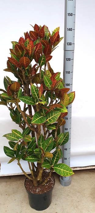 <h4>COD GR PETRA</h4>