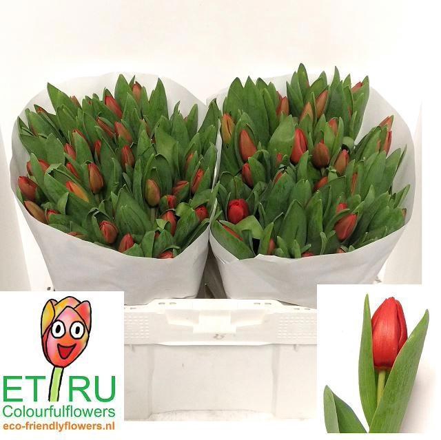 <h4>TU EN ESCAPE</h4>