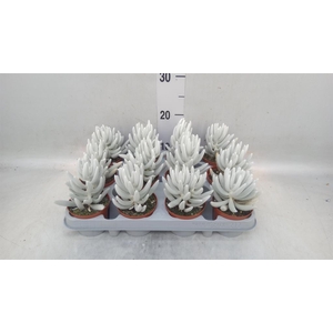 Senecio   ...