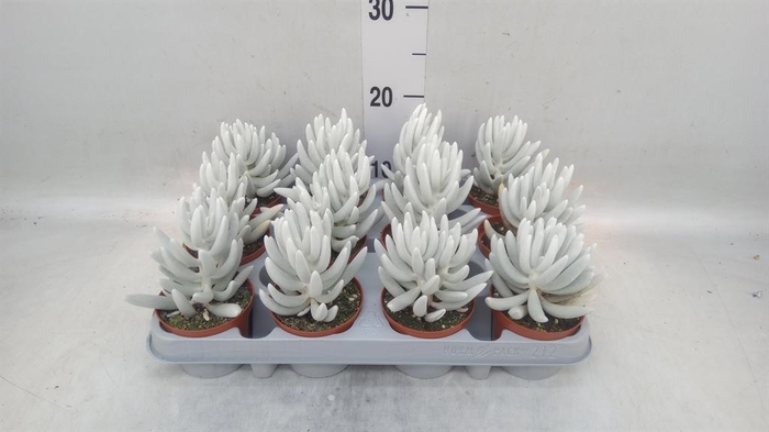 <h4>Senecio   ...</h4>