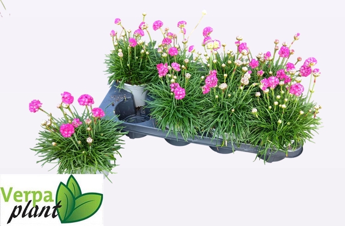 <h4>ARME MAR SPLENDENS</h4>