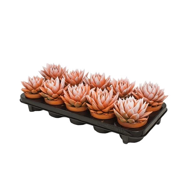 <h4>Echeveria bicoloured orange/white</h4>