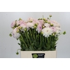 Dahlia Eveline