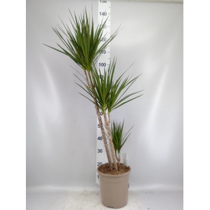Dracaena marg.