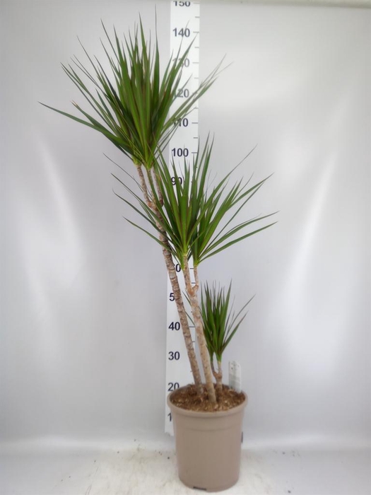 <h4>Dracaena marg.</h4>