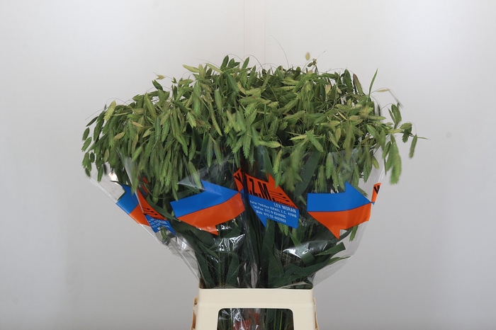 <h4>Chasmanthium latifolium 'Mantis'</h4>