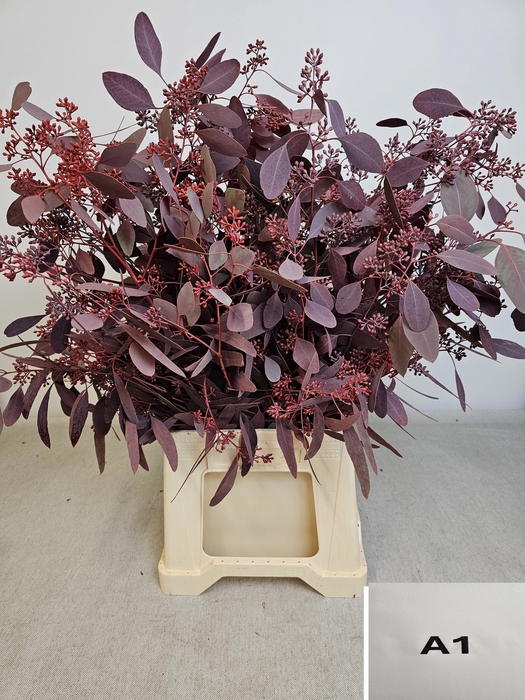 <h4>EUC POP BES PB OPG ROOD</h4>