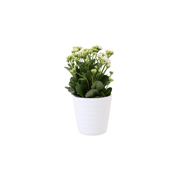 <h4>KP-809.1 WT - Kalanchoe Rosalina 12cm wit in wit keramiek</h4>