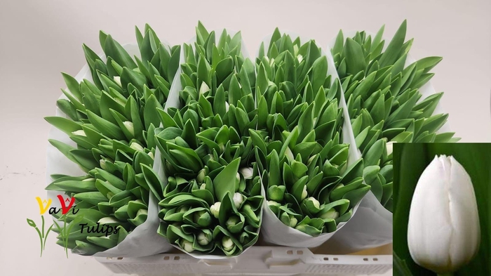 <h4>TU EN ROYAL VIRGIN</h4>