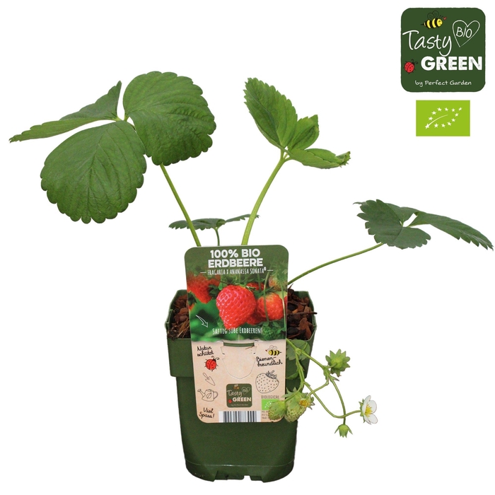 <h4>Fragaria x ananassa Sonata Bio P13</h4>