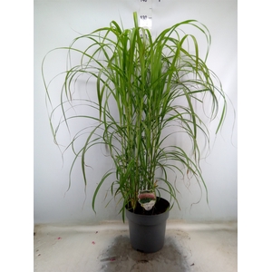 Miscanthus sin.