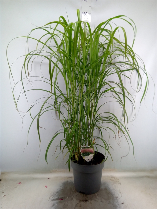 <h4>Miscanthus sin.</h4>