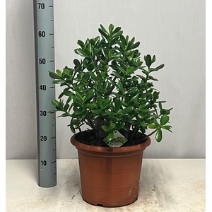 CRASS OVATA