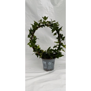 HEDERA HELIX P9