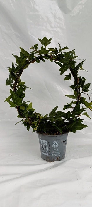 <h4>HEDERA HELIX P9</h4>