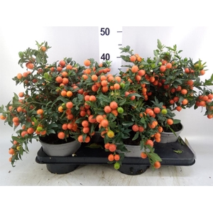 Solanum pseudocapsicum 'Bartoli'