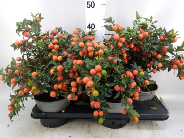 <h4>Solanum pseudocapsicum 'Bartoli'</h4>
