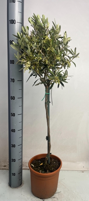 <h4>OLEA EUROPAEA</h4>