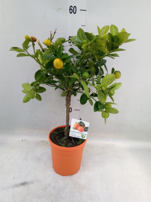 <h4>Citrus   ...</h4>