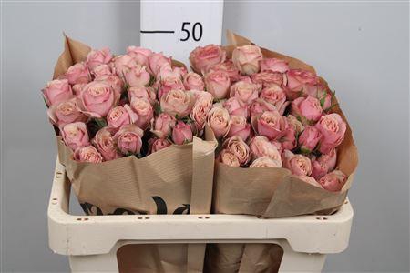 <h4>R Tr Destini</h4>