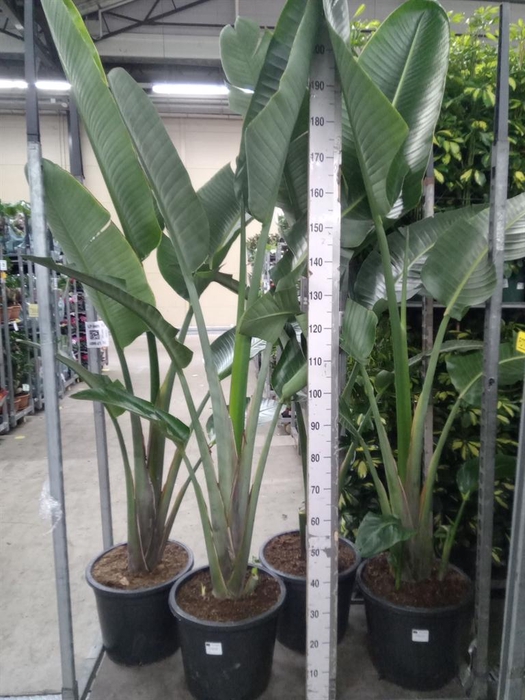 <h4>Strelitzia nicolai</h4>