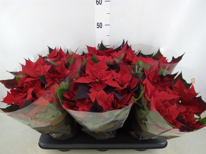 <h4>Euphorbia pulc. 'Kayla Red'</h4>