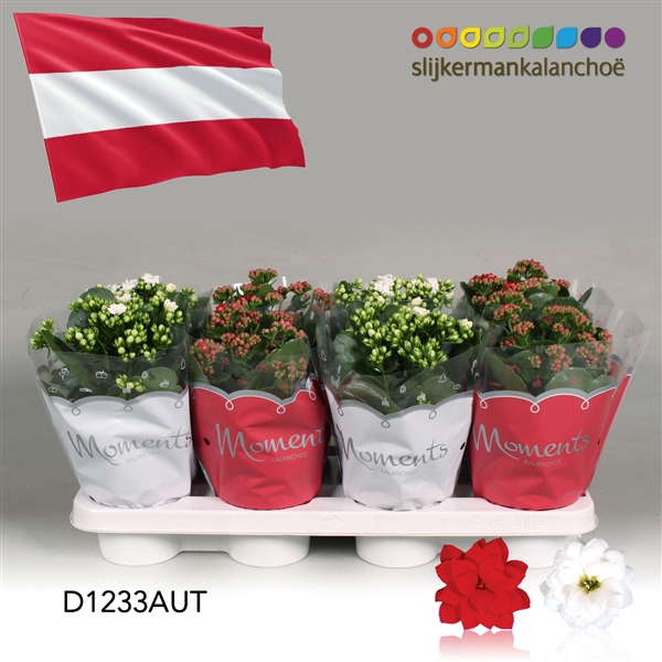 <h4>Kalanchoe Moments - Austria flag</h4>