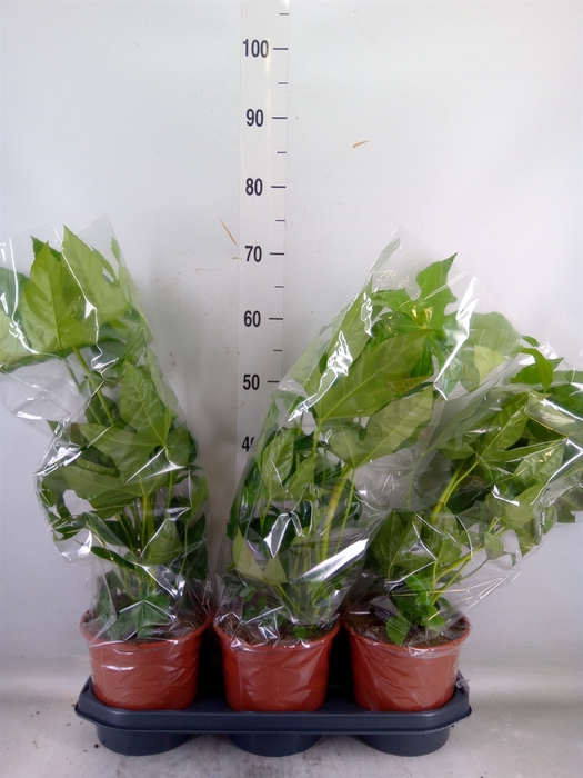 <h4>Fatsia japonica   ...</h4>