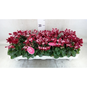 Cyclamen KL 'Djix'