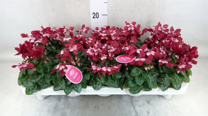 <h4>Cyclamen KL 'Djix'</h4>