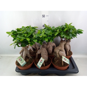 Ficus microcarpa 'Ginseng'