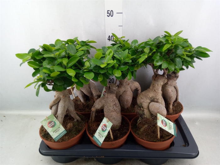 Ficus microcarpa 'Ginseng'