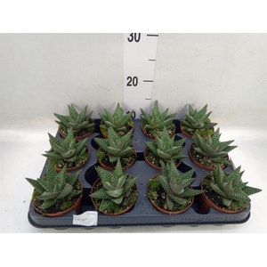 xGasterhaworthia  'Royal Highness'