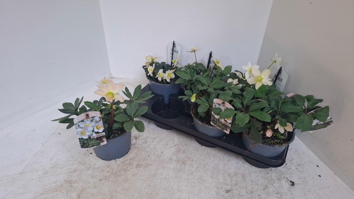 <h4>HELL NI CHR CAROL</h4>