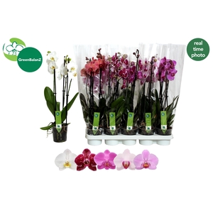 PHAL GEM 5 KL