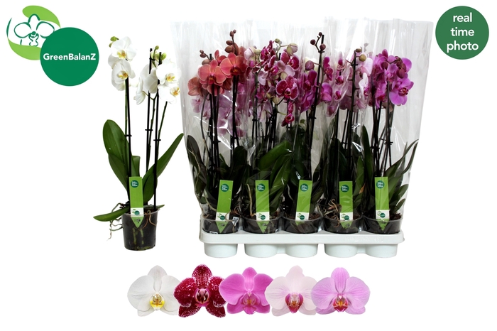 <h4>PHAL GEM 5 KL</h4>