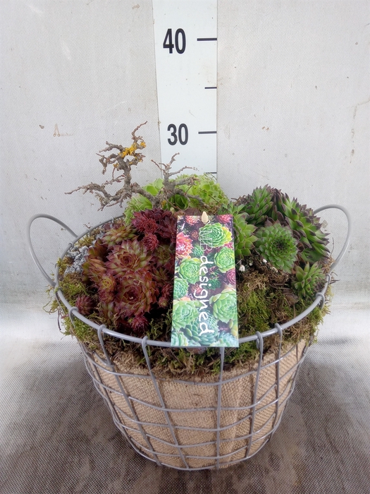 <h4>Planten  ..in schaal H%</h4>