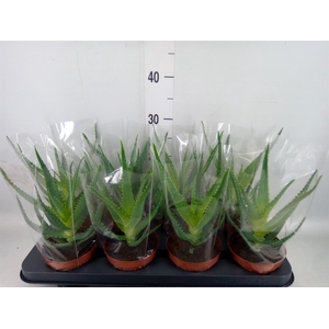 Aloe arborescens