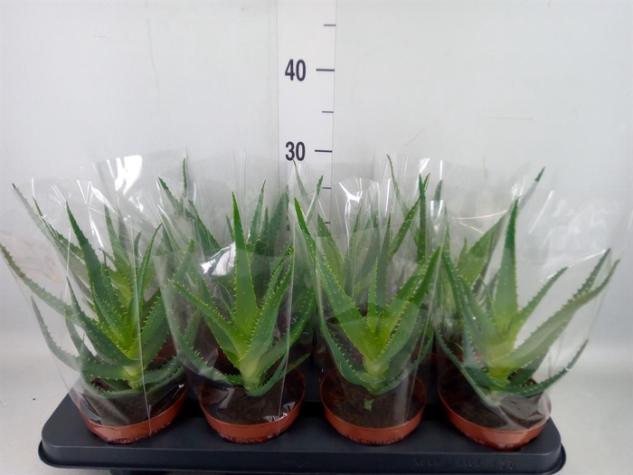 <h4>Aloe arborescens</h4>