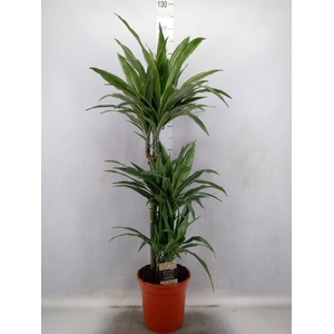 Dracaena fr de 'Warneckei'