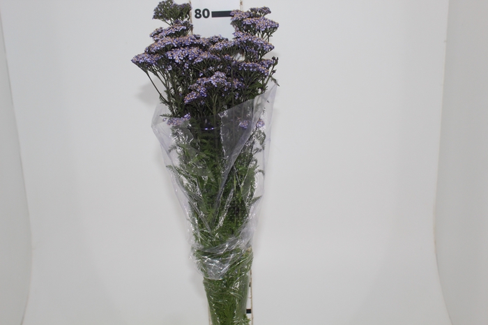 <h4>ACHILLEA 060 CM</h4>