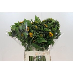 Helianthus Orange Fire