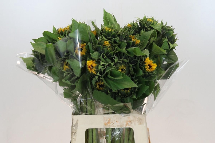 Helianthus Orange Fire