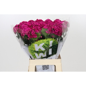 Dianthus Br Kiwi Fuchsia XXL