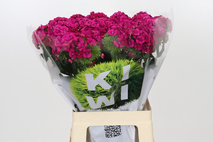 <h4>Dianthus Br Kiwi Fuchsia XXL</h4>