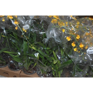 ONCIDIUM GOWER RAMSEY SUNKIST P15