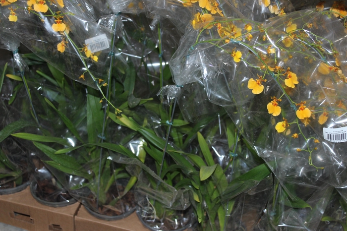 <h4>ONCIDIUM GOWER RAMSEY SUNKIST P15</h4>